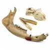 Set diverse dierenbotten #2