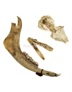 Set diverse dierenbotten #2
