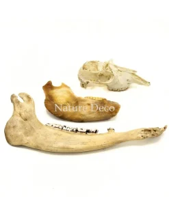Set diverse dierenbotten #6