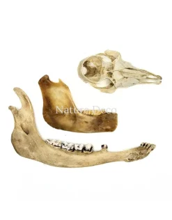 Set diverse dierenbotten #6