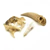 Set diverse dierenbotten #4