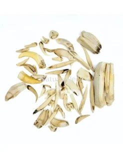 Set diverse dierentanden #4, 95 gram