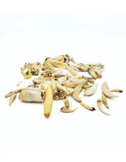 Set diverse dierentanden #6, 90 gram