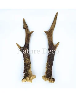 Set reeëngeweien #6 22 x 7 cm