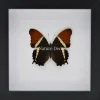 Siproeta Epaphus in luxe 3D lijst
