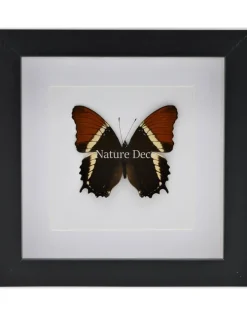 Siproeta Epaphus in luxe 3D lijst