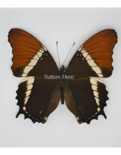 Siproeta Epaphus in luxe 3D lijst