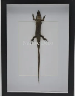 Skink in luxe 3D lijst 32 x 23,5cm