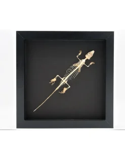 Skink skelet in luxe 3D lijst 22 x 22cm