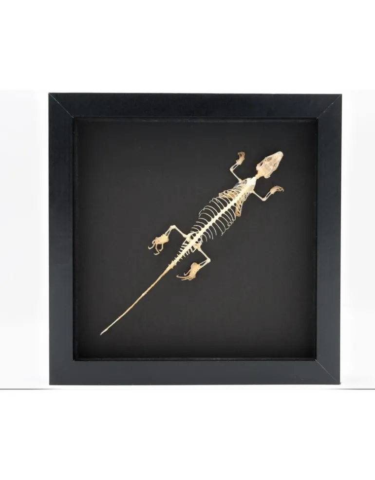 Skink skelet in luxe 3D lijst 22 x 22cm