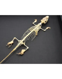 Skink skelet in luxe 3D lijst 22 x 22cm