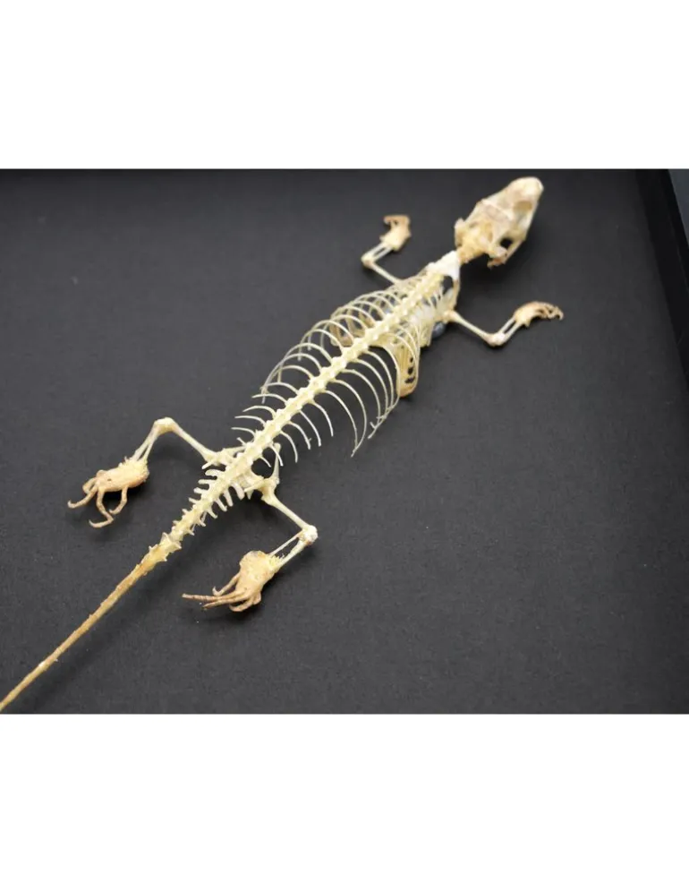 Skink skelet in luxe 3D lijst 22 x 22cm