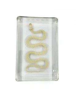 Slangenskelet in hars groot, 13,5 x 9 x 2,5 cm
