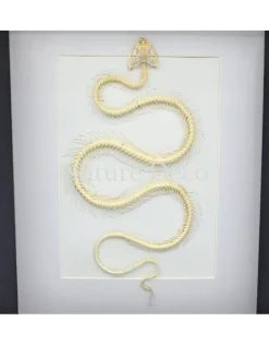 Slangenskelet in luxe 3D lijst (wit) 27 x 22 x 4,5 cm