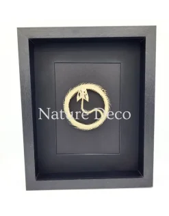 Slangenskelet "coin" in 3D lijst 27 x 22 x 4,5 cm