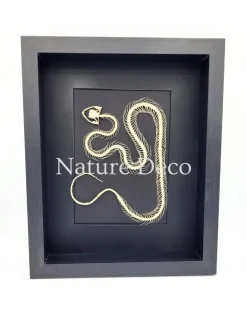 Slangenskelet "waves" in 3D lijst 27 x 22 x 4,5 cm