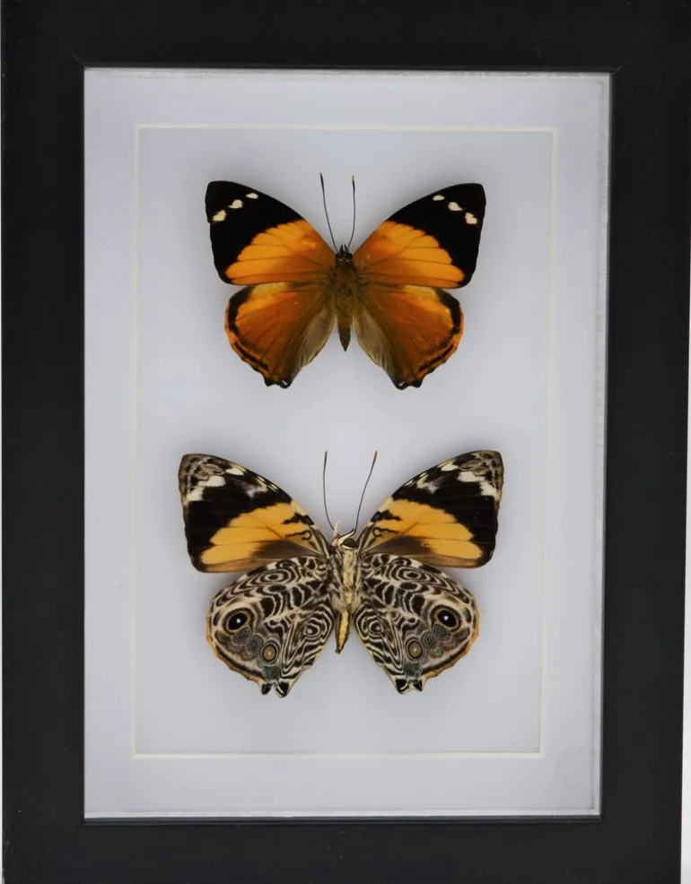 Smyrna Blomfildia dubbel in luxe 3D lijst 20,3 x 15,3cm