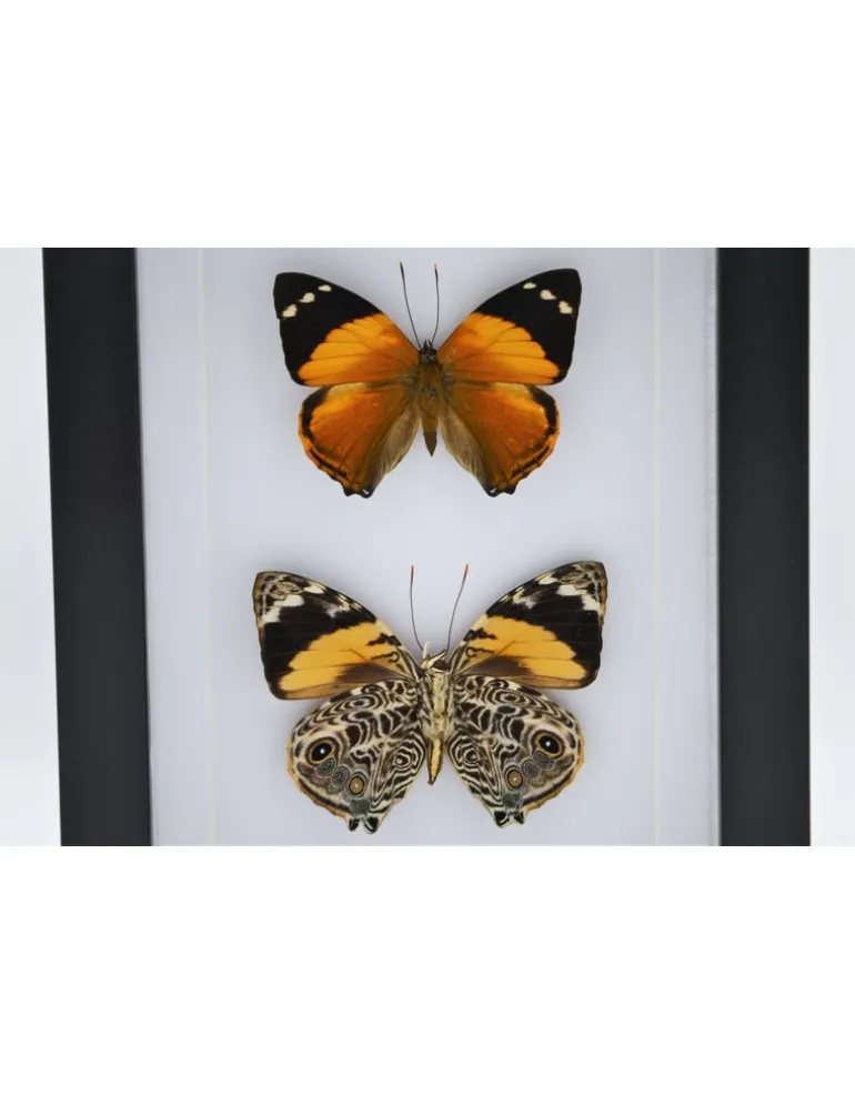 Smyrna Blomfildia dubbel in luxe 3D lijst 20,3 x 15,3cm