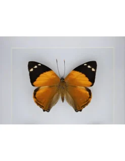 Smyrna Blomfildia dubbel in luxe 3D lijst 20,3 x 15,3cm