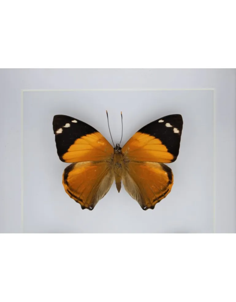 Smyrna Blomfildia dubbel in luxe 3D lijst 20,3 x 15,3cm
