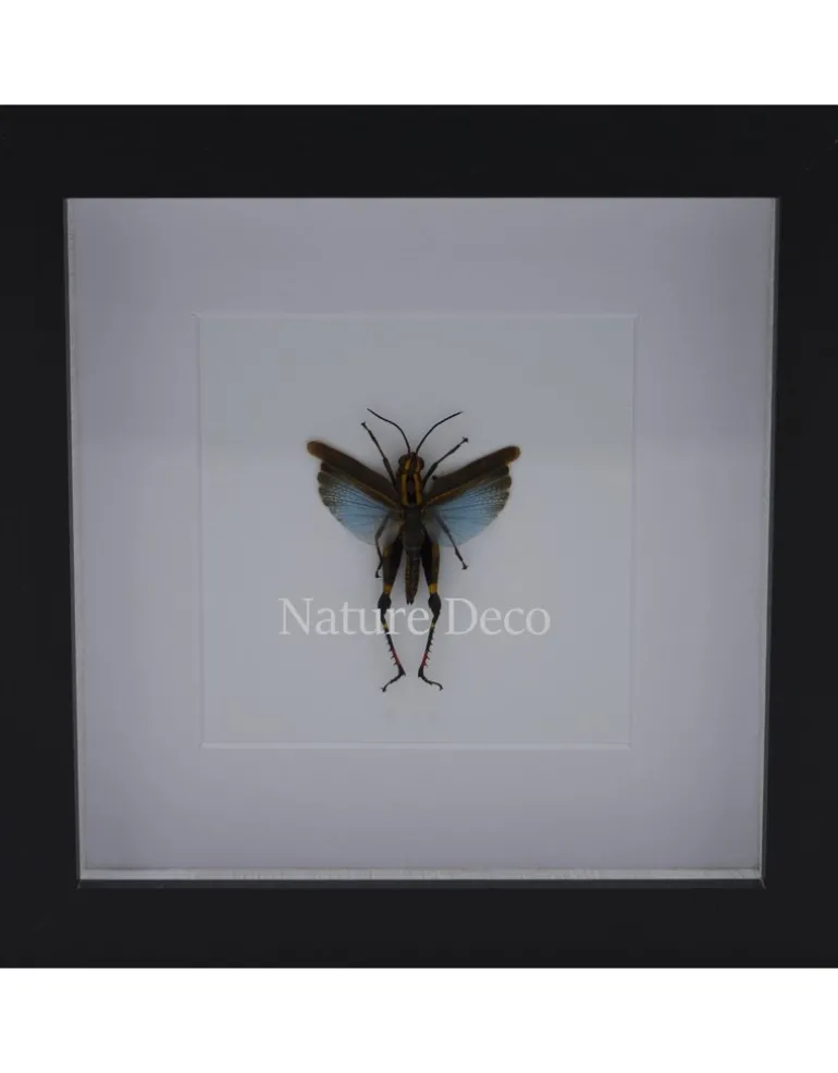 Sprinkhaan Blauw Coloracris Azureus in luxe 3D lijst 17x17 cm