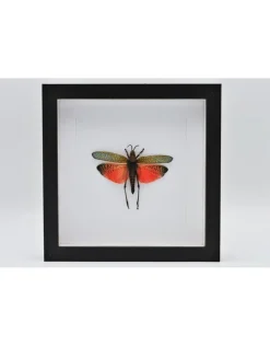 Sprinkhaan (Phymateus Saxosus) in luxe 3D lijst22 x 22cm