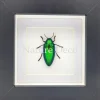Sternocera Ruficornis Aequisignata (prachtkever) in luxe 3D lijst 12 x 12 cm