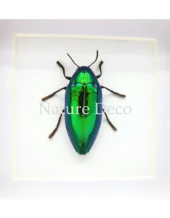 Sternocera Ruficornis Aequisignata (prachtkever) in luxe 3D lijst 12 x 12 cm