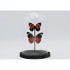 Stolp met 2 rode vlinders 21 x 14cm