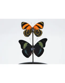 Stolp met 2 rode vlinders 21 x 14cm
