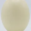 Struisvogel ei