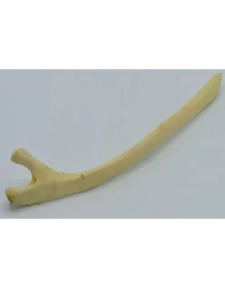 Struisvogel Rib nr 2