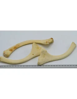 Struisvogel Rib nr 3