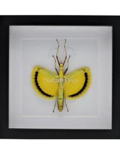 Tagesoidea Nigrofasciata (wandelende tak) in luxe 3D lijst 22 x 22cm