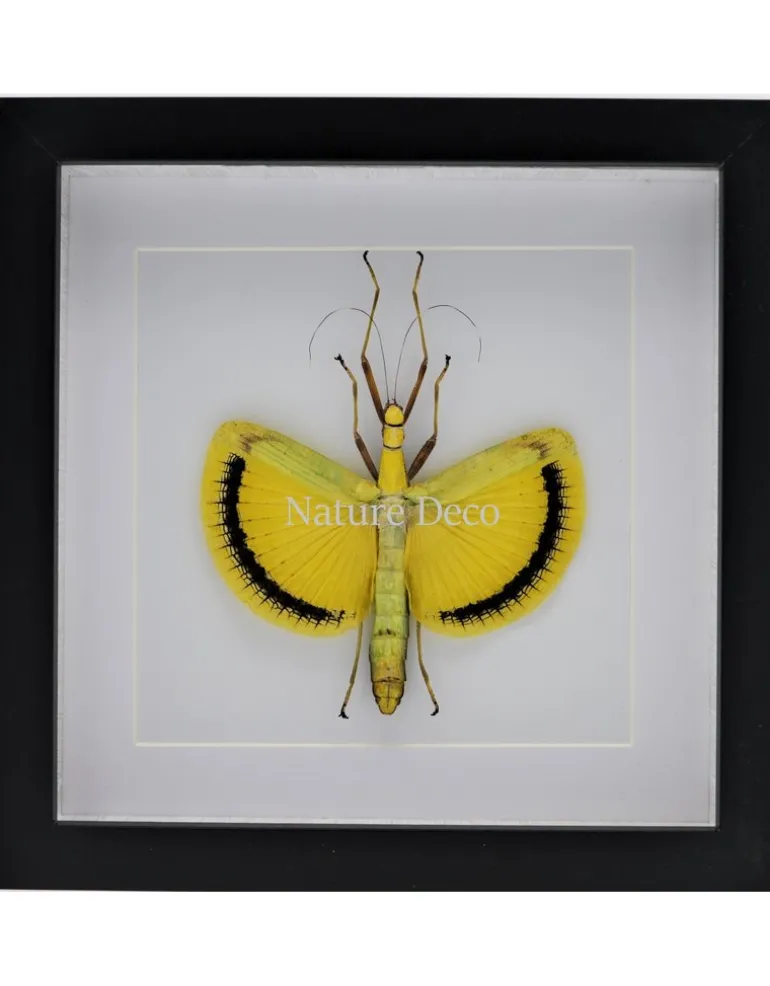 Tagesoidea Nigrofasciata (wandelende tak) in luxe 3D lijst 22 x 22cm