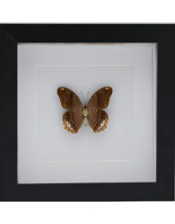 Terinos Terpander in luxe 3D lijst 17 x 17cm