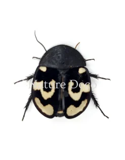 Therea Olegrandjeani (vraagteken kakkerlak) in luxe 3D lijst 12 x 12 x 3,3 cm