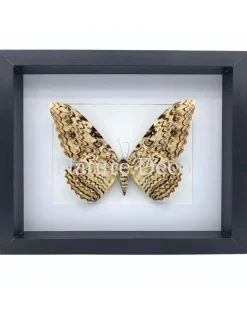 Thysania Agrippina (The White Witch Moth) in luxe 3D lijst 27 x 22 x 4,5 cm