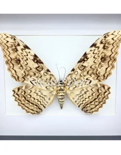 Thysania Agrippina (The White Witch Moth) in luxe 3D lijst 27 x 22 x 4,5 cm