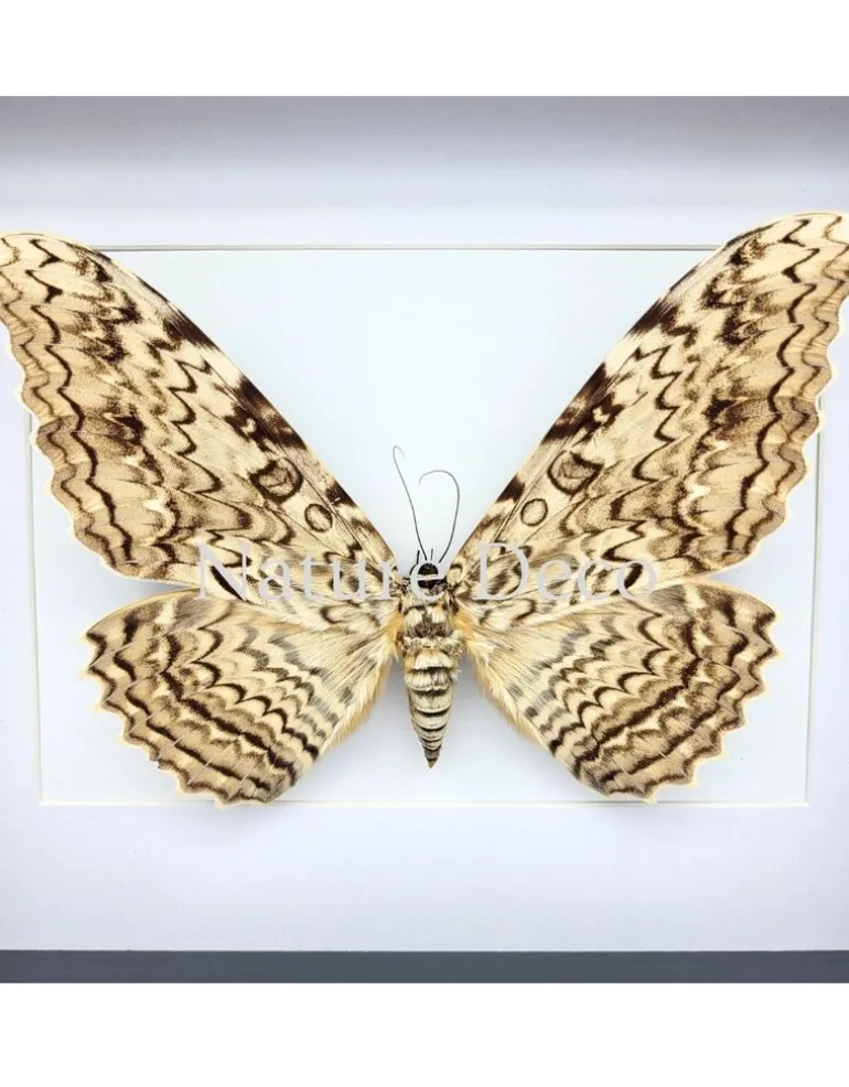 Thysania Agrippina (The White Witch Moth) in luxe 3D lijst 27 x 22 x 4,5 cm