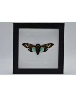 Toseana Splendida in luxe 3D lijst 17 x 17cm