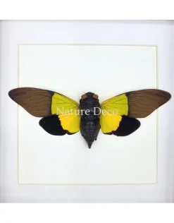 Trengganua Sybilla (cicade) in luxe 3D lijst 17 x 17 cm