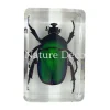 Trigonophorus Rothschildi (kever) in hars 4,5 x 3 x 2 cm