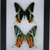Urania Ripheus dubbel in luxe 3D lijst 20,3 x 15,3cm