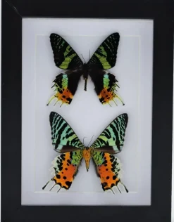 Urania Ripheus dubbel in luxe 3D lijst 20,3 x 15,3cm