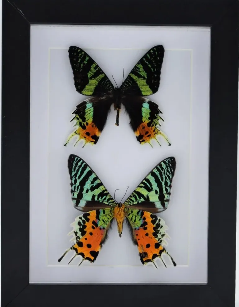 Urania Ripheus dubbel in luxe 3D lijst 20,3 x 15,3cm