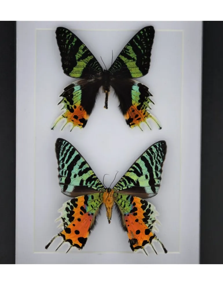 Urania Ripheus dubbel in luxe 3D lijst 20,3 x 15,3cm
