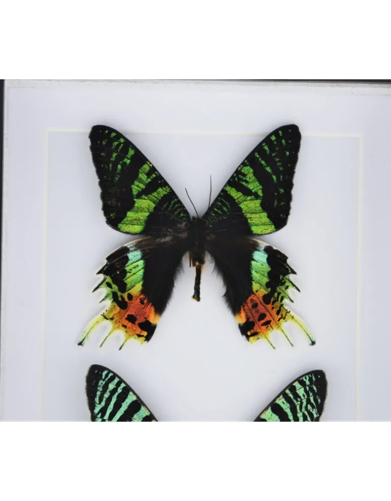 Urania Ripheus dubbel in luxe 3D lijst 20,3 x 15,3cm