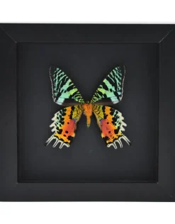 Urania Ripheus onderkant in luxe 3D lijst zwart 17 x 17cm