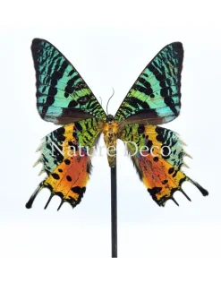 Urania Ripheus onderkant in stolp 13 x 17,5 cm